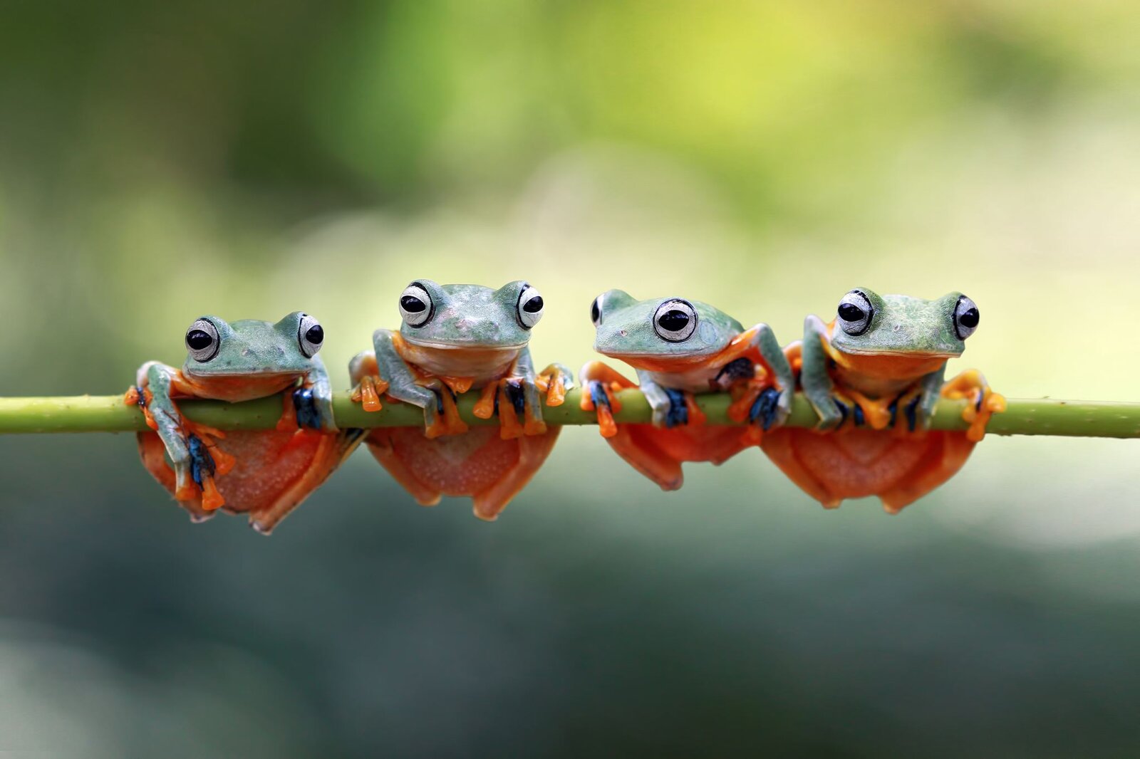 Four frogs side by side on one branch